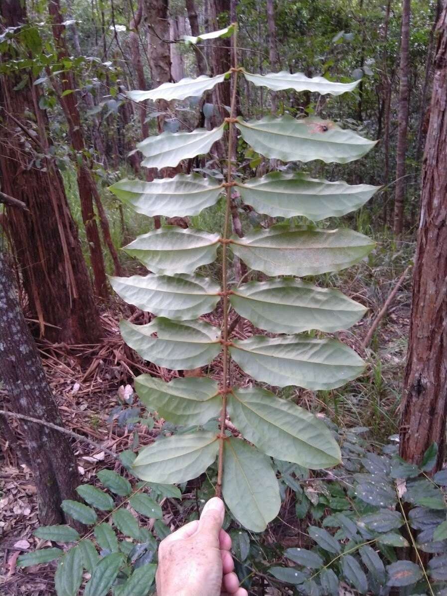 Sivun Ripogonum elseyanum F. Muell. kuva