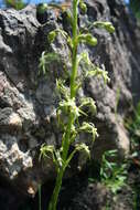 Image of Habenaria galpinii Bolus