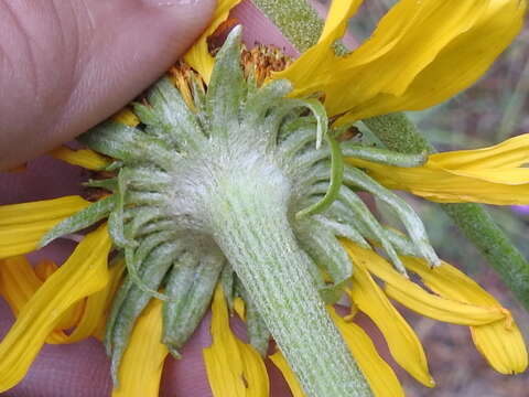 Image of owl's-claws