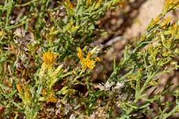 Ericameria teretifolia (Dur. & Hilg.) Jepson resmi