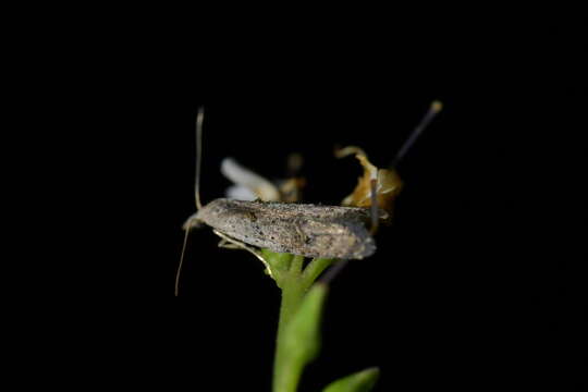 Image of Heterocrossa rubophaga