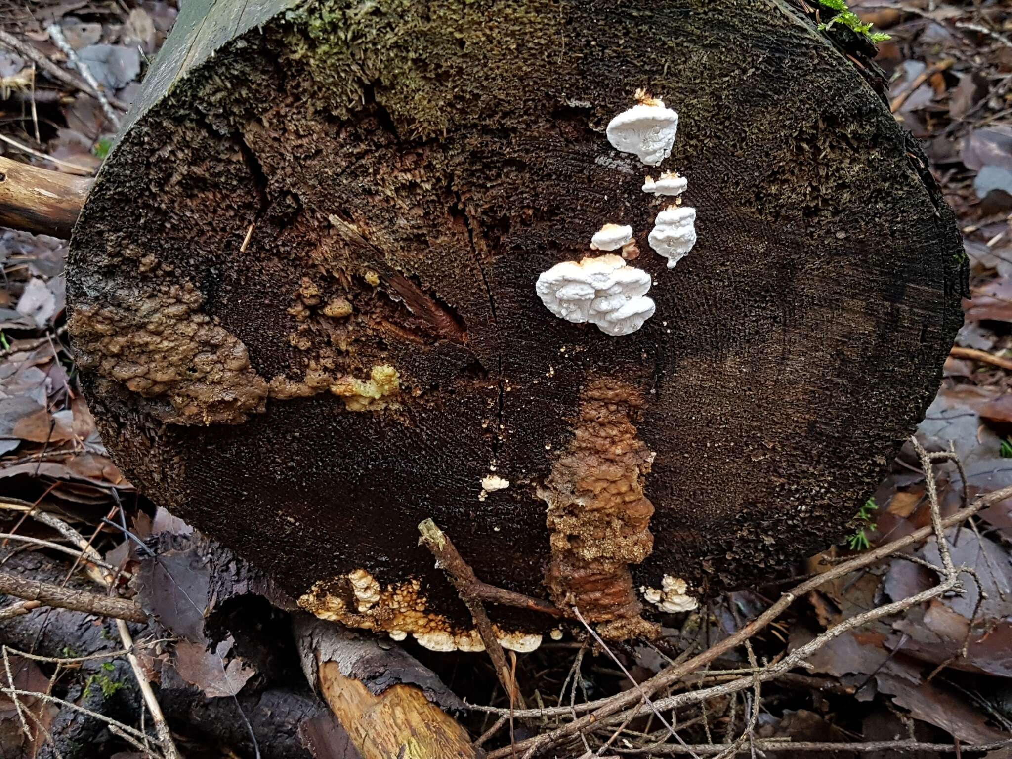 Image of Neoantrodia serialis (Fr.) Audet 2017