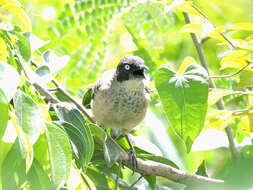 Image of Blackcap Babbler