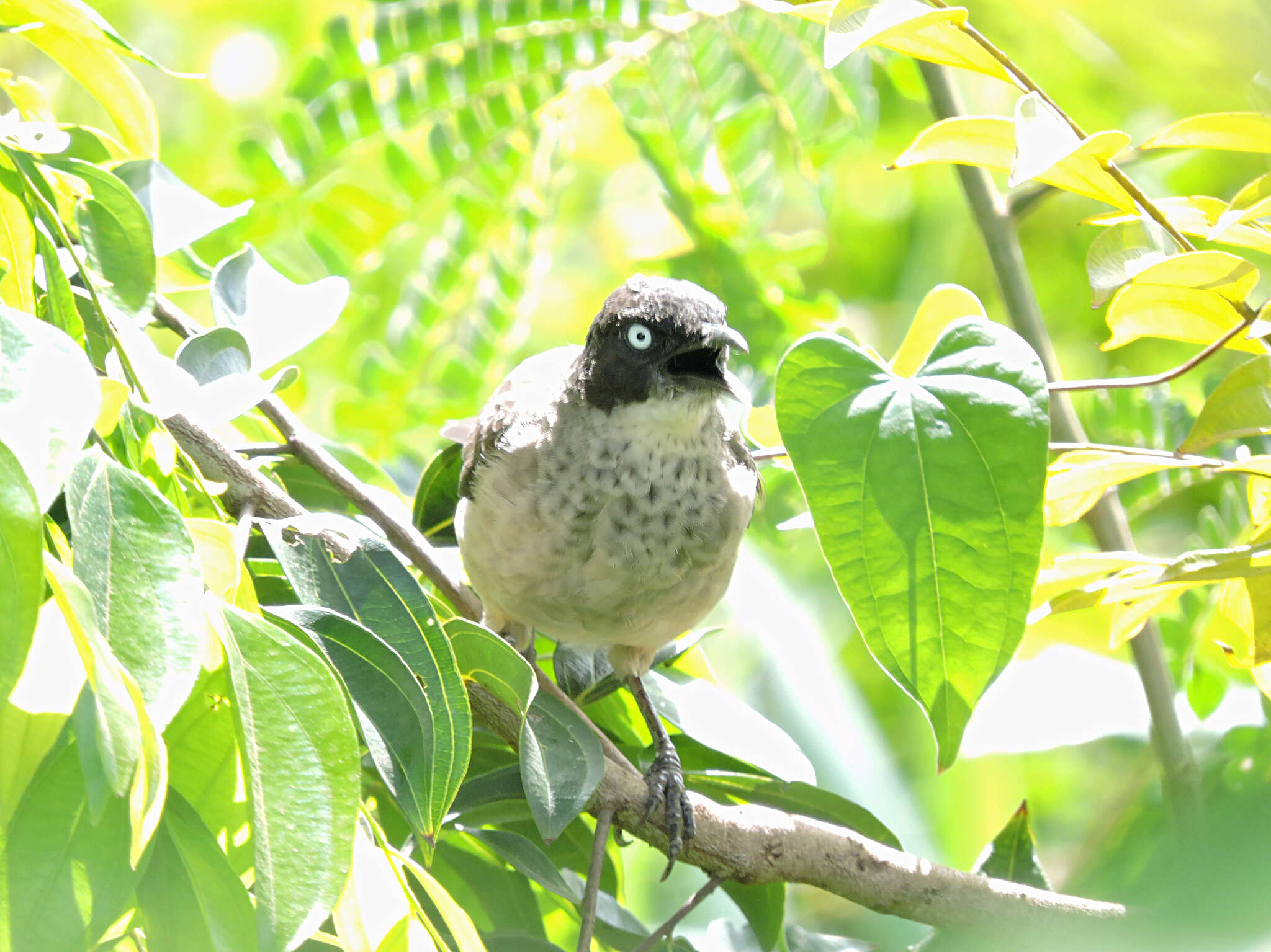 Image of Blackcap Babbler