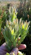 Imagem de Leucadendron floridum R. Br.