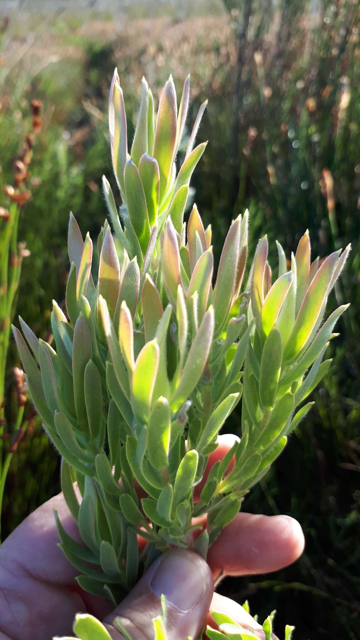 Imagem de Leucadendron floridum R. Br.