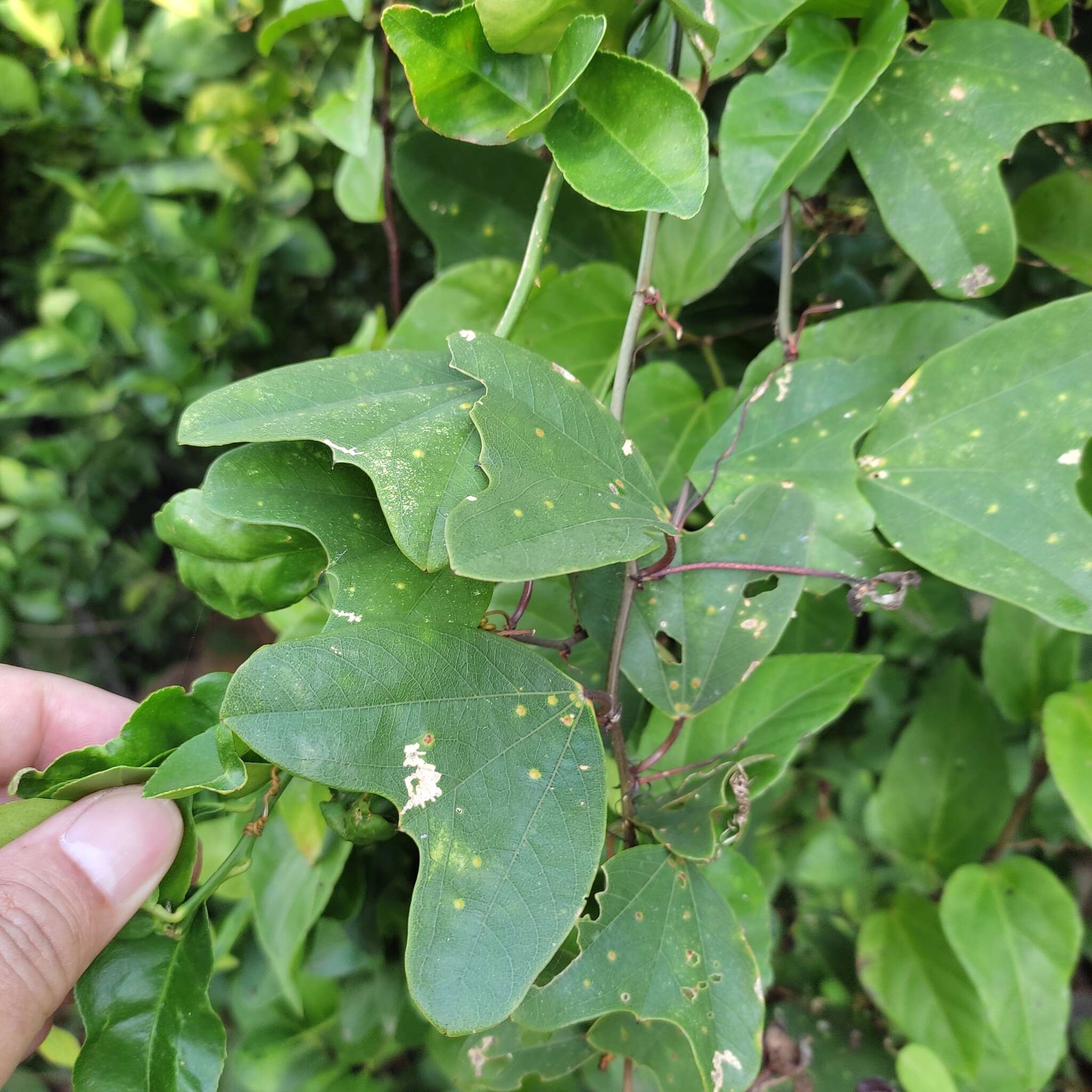 Слика од Passiflora bicornis Mill.