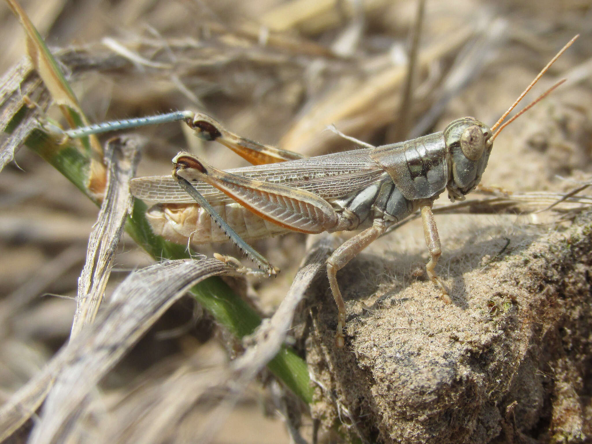 Melanoplus bowditchi Scudder & S. H. 1878的圖片