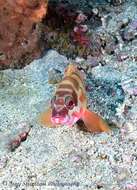 Image of Banded Reed Cod