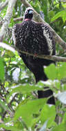Image of Black Fronted Curassow