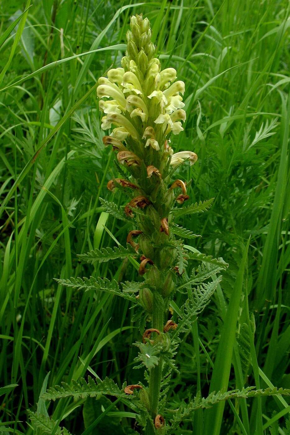 Image of Pedicularis kaufmannii Pinzger