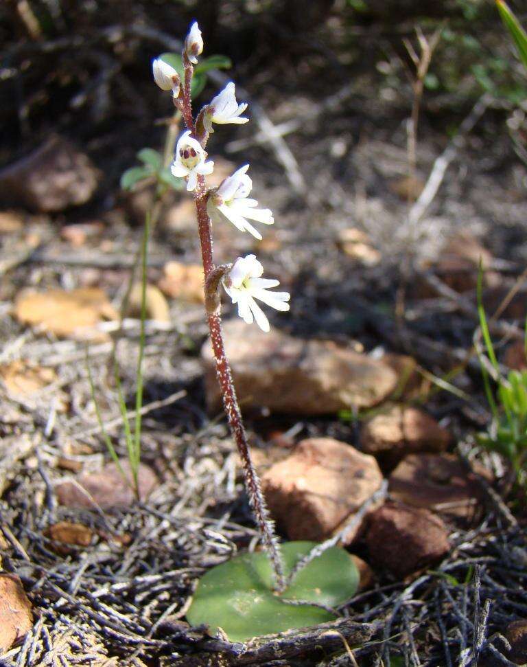 Imagem de Holothrix aspera (Lindl.) Rchb. fil.