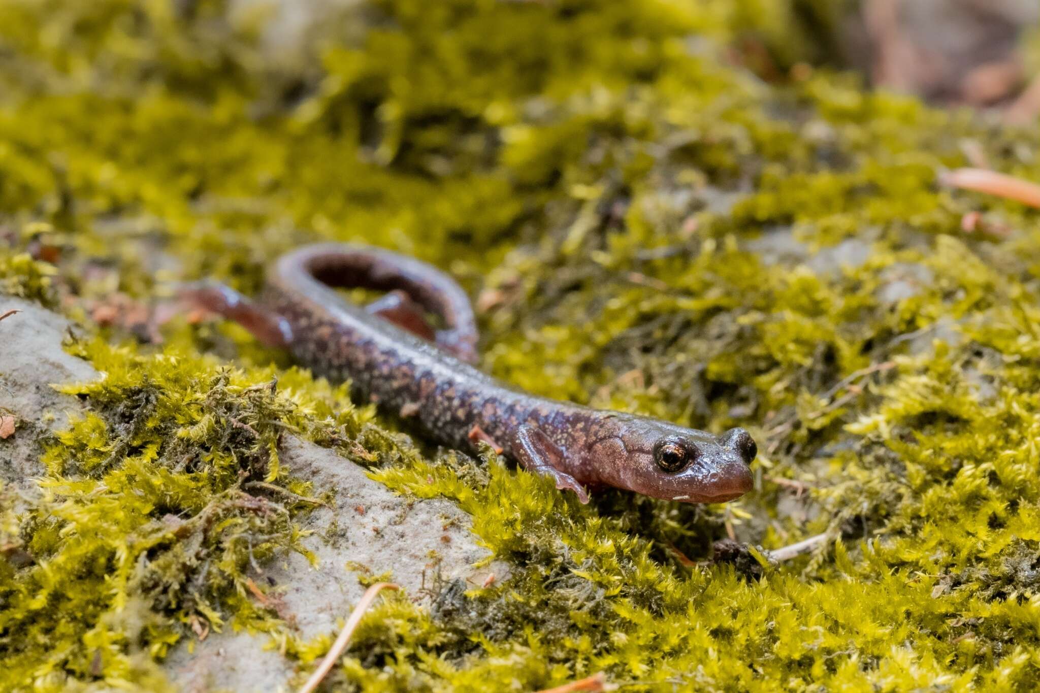 Image of Sacramento Mountain Salamander