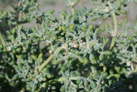 Image of Tetraena alba (L. fil.) Beier & Thulin