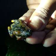 Image of Jerdon's narrow-mouthed frog