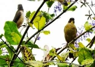 Image of Cinnamon-bellied Saltator