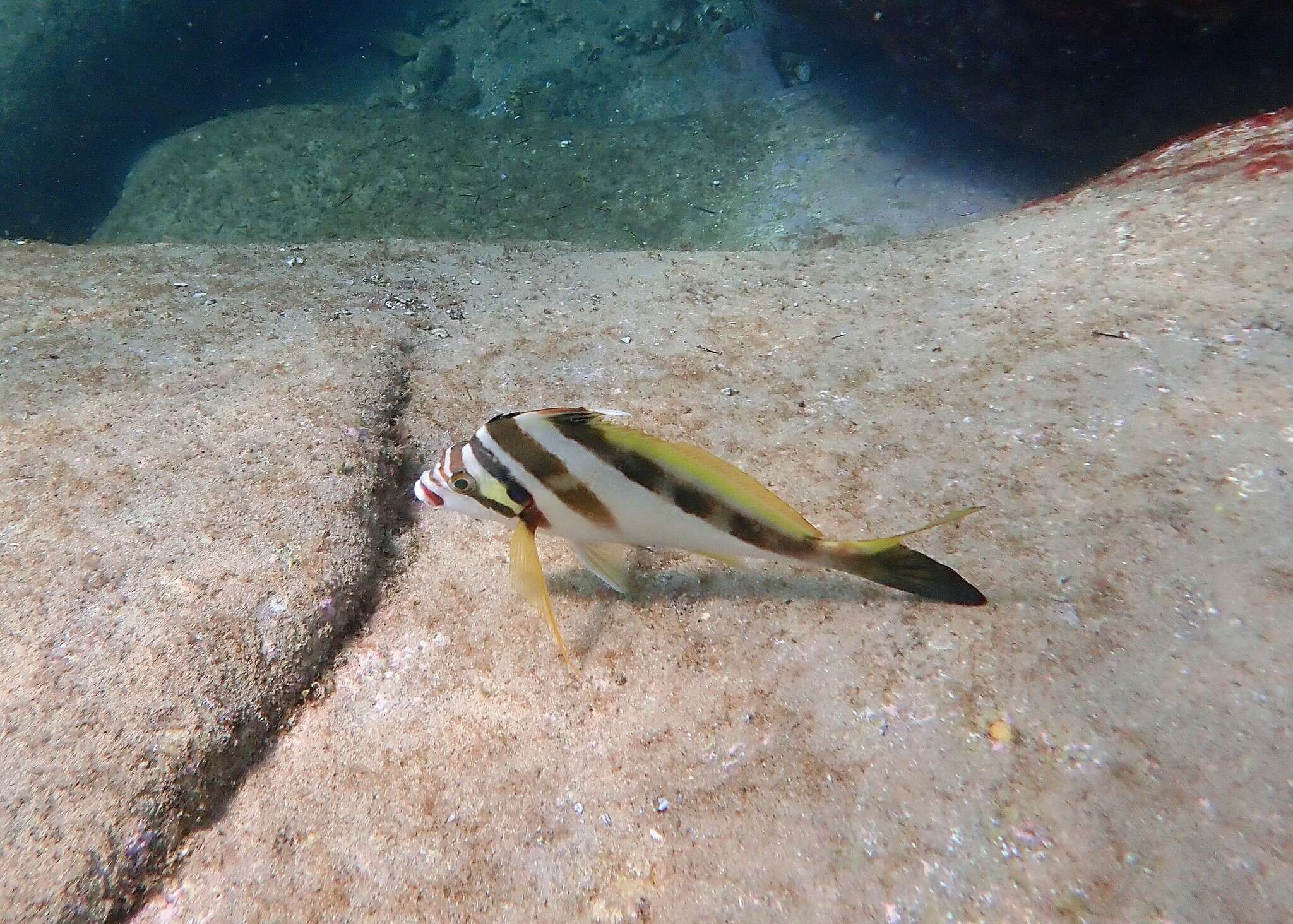 Image of Crested morwong