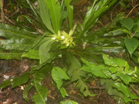 Image de Cycnoches ventricosum Bateman