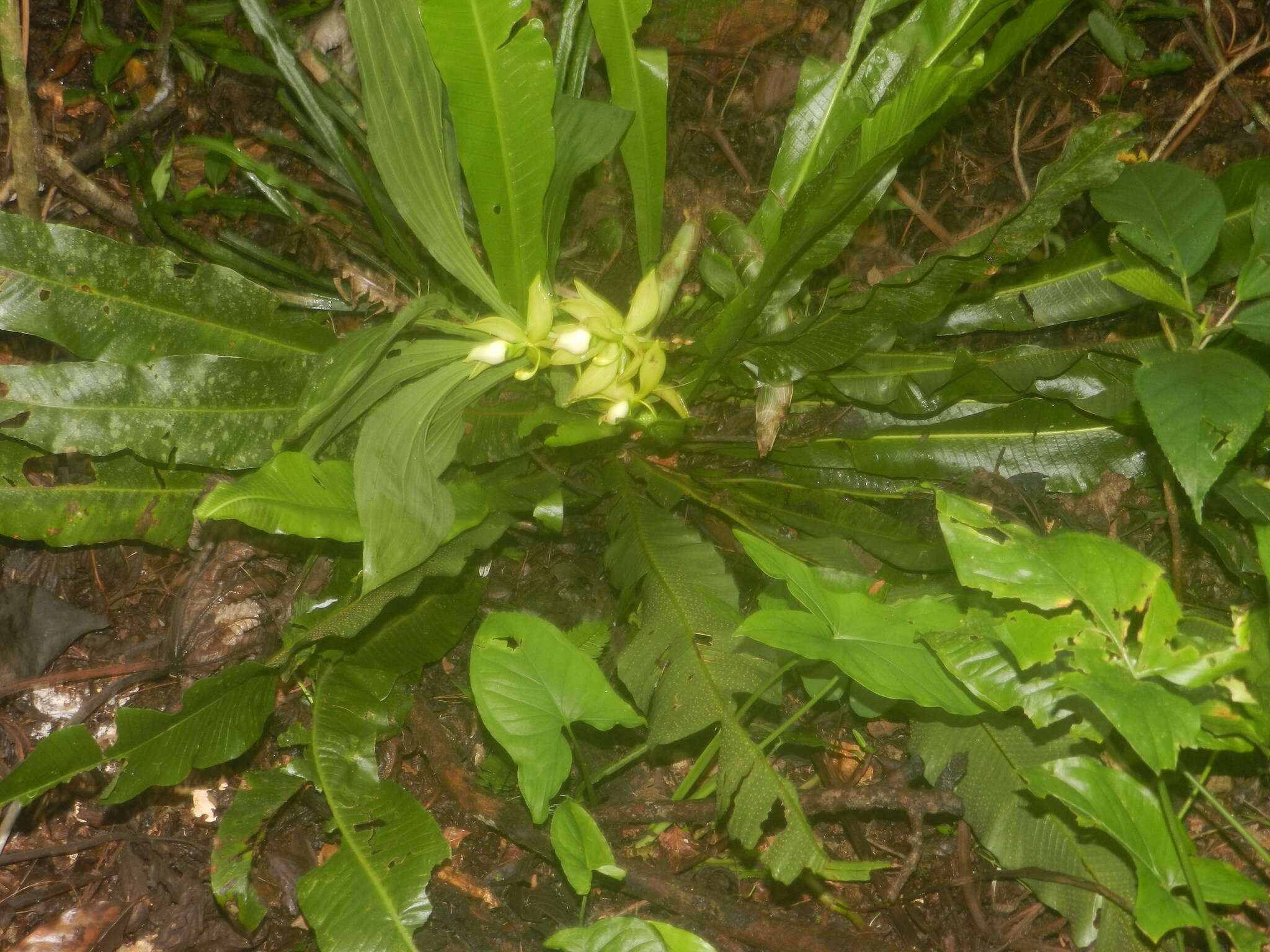 Image of Cycnoches ventricosum Bateman