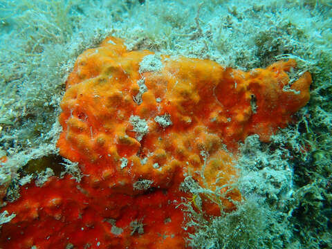 Image of bumping encrusting sponge