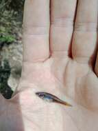 Image of Australian carp-gudgeon