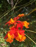 Image of Fire star orchid