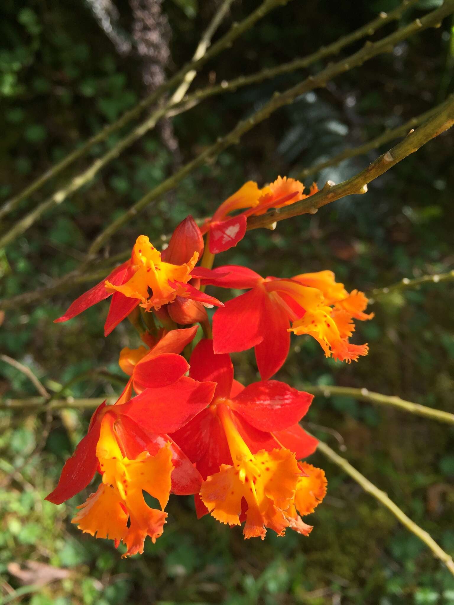 Plancia ëd Epidendrum radicans Pav. ex Lindl.