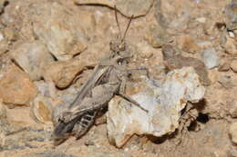 Acrotylus fischeri Azam 1901的圖片