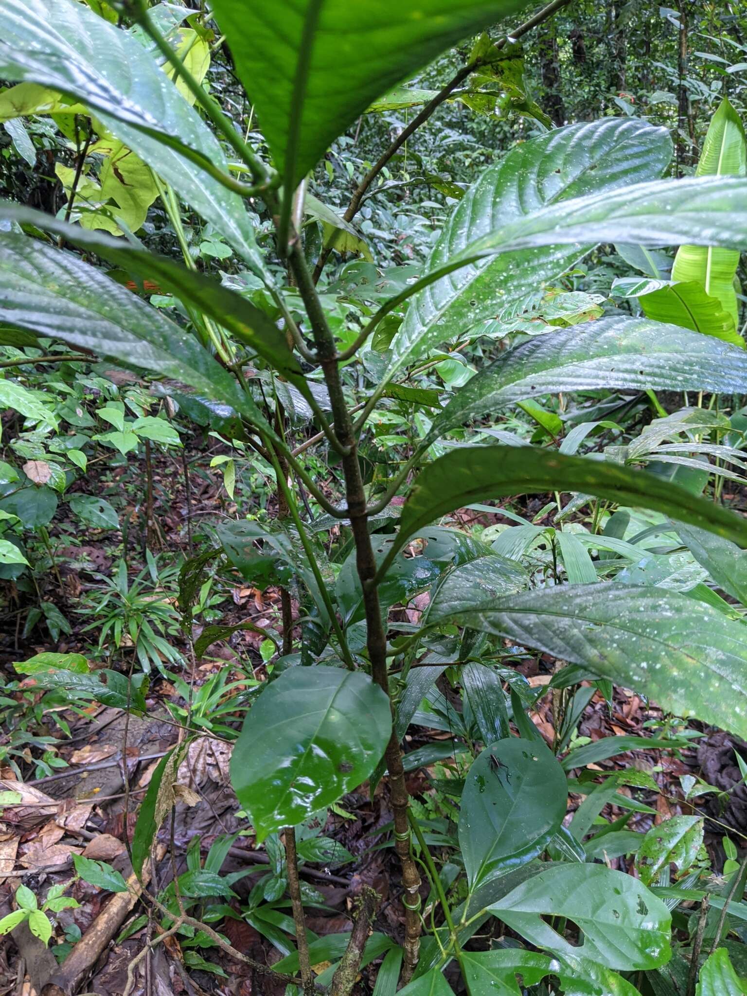 Image of Ruellia fulgens (Bremek.) E. A. Tripp