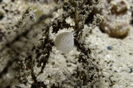 Image of guancha sponge