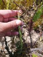 Plancia ëd Syncarpha variegata (Berg.) B. Nord.