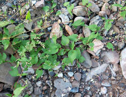 Image of Black Bindweed