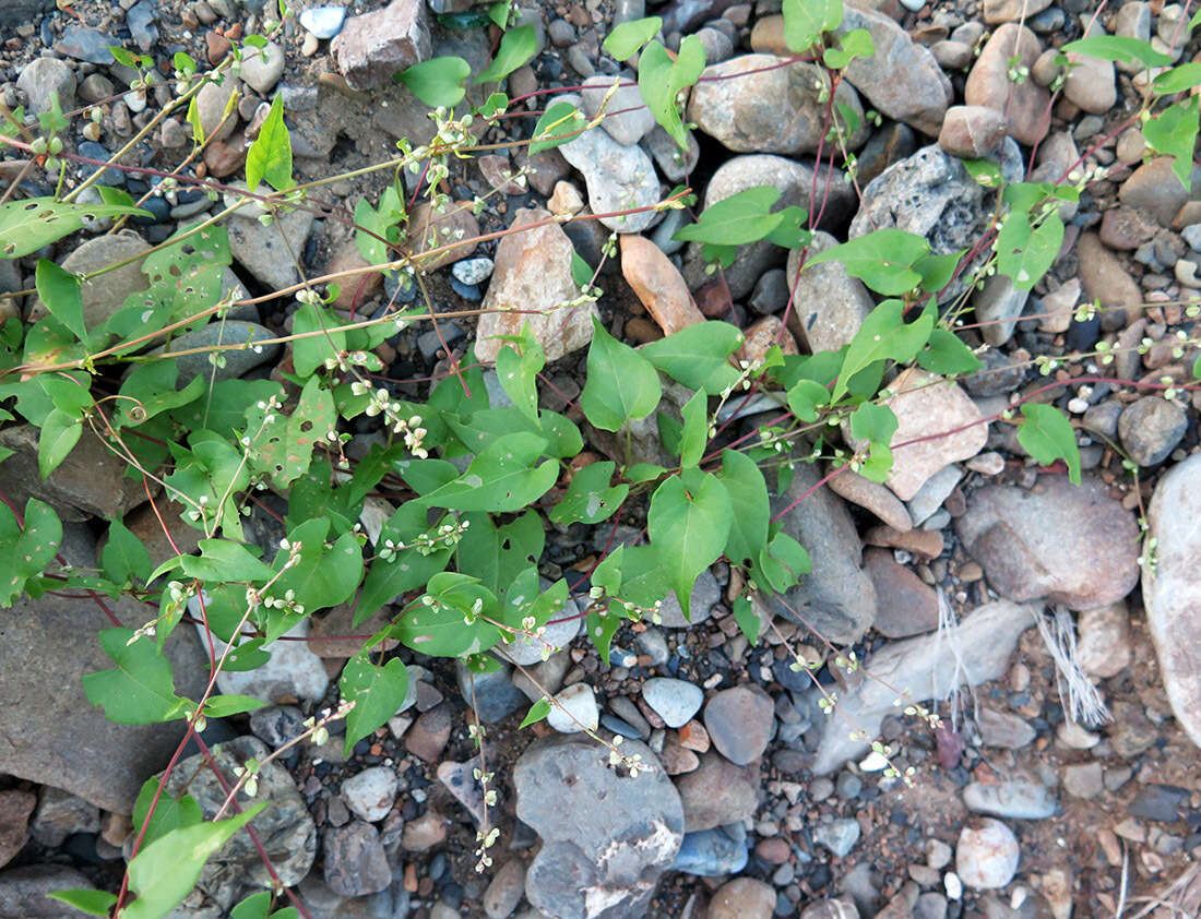 صورة Fallopia convolvulus (L.) A. Löve