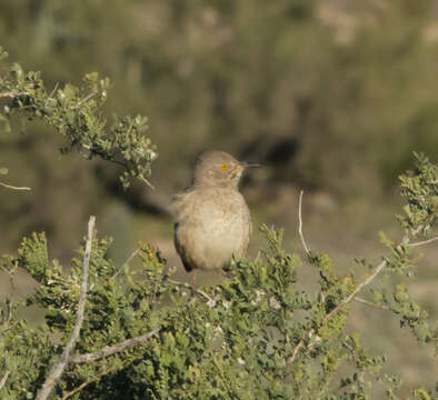 Toxostoma bendirei (Coues 1873)的圖片