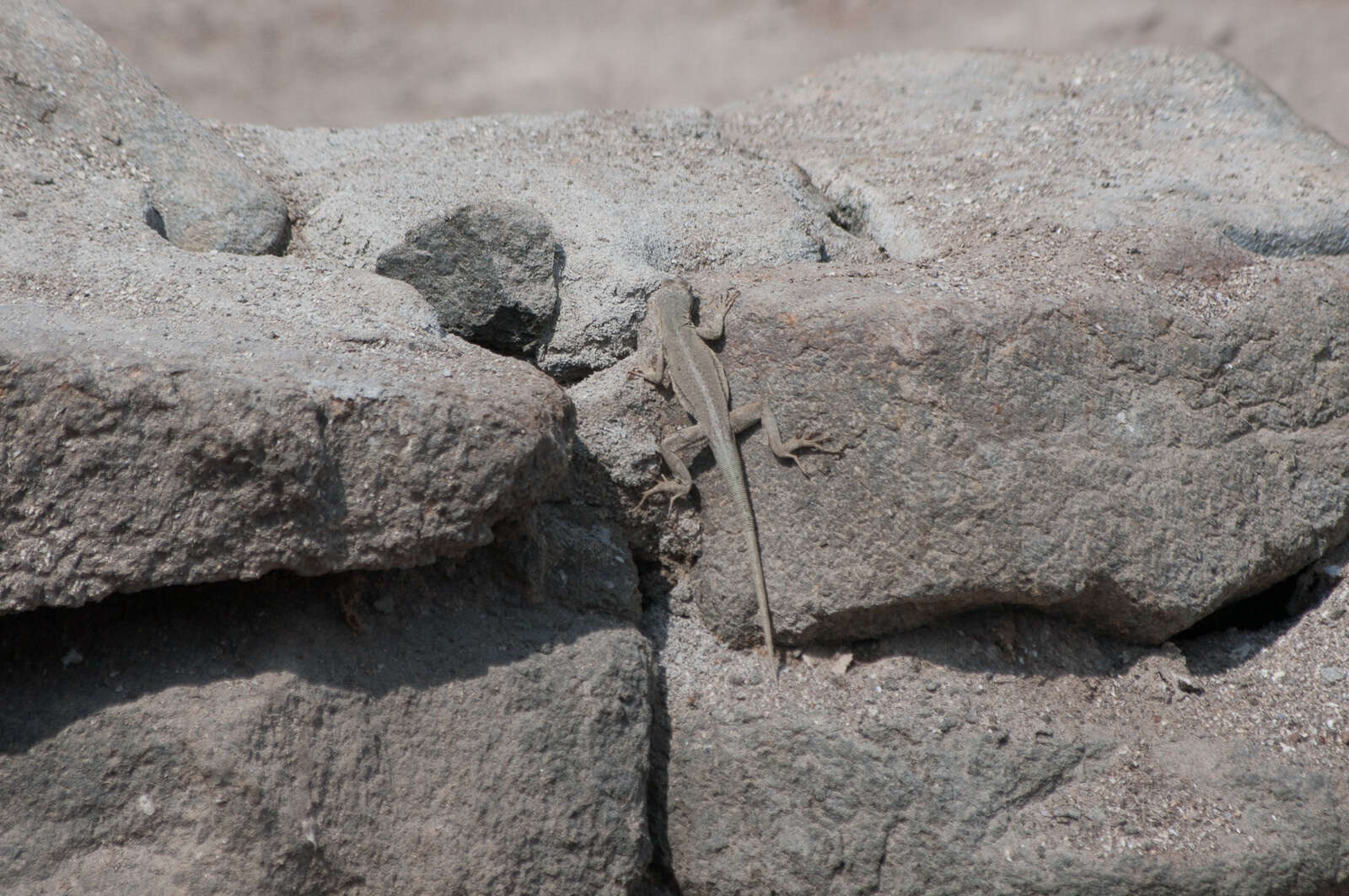 Image of Four-banded Pacific Iguana