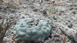 Image of Lophophora koehresii