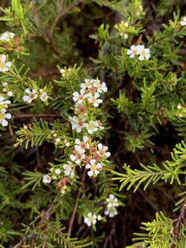 Image of Sannantha leratii (Schltr.) Peter G. Wilson