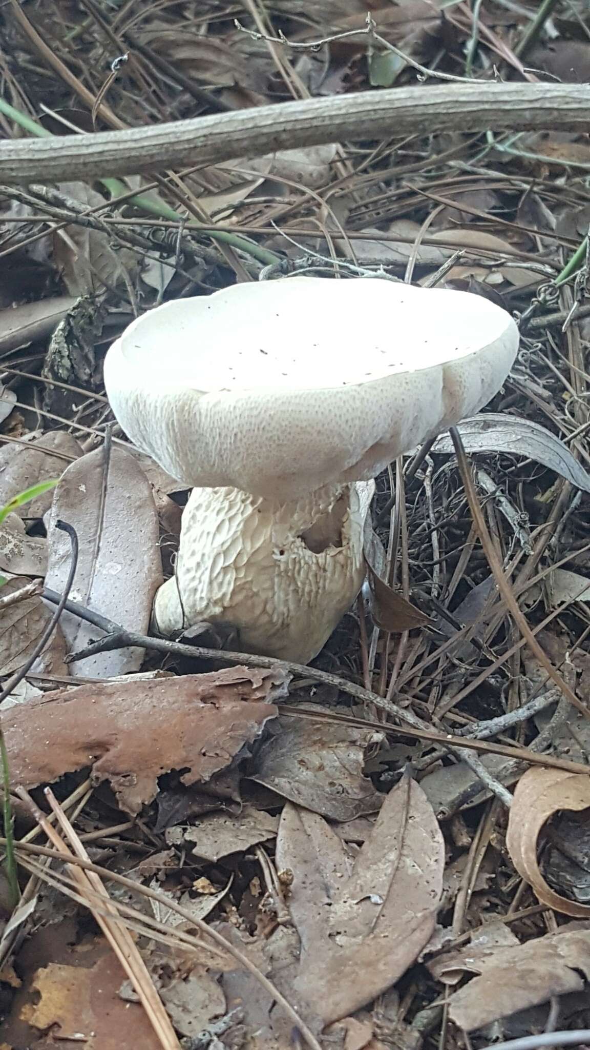 Sivun Austroboletus subflavidus (Murrill) Wolfe 1980 kuva