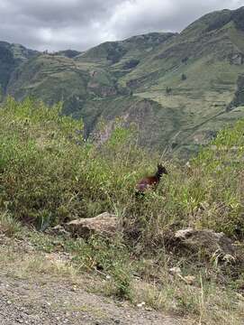 Image of Dwarf Red Brocket