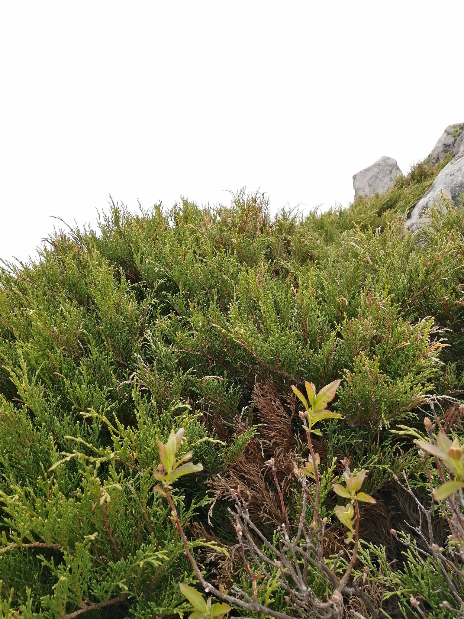 Image of Siberian Cypress