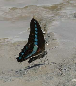 Image of Graphium milon (Felder & Felder 1864)