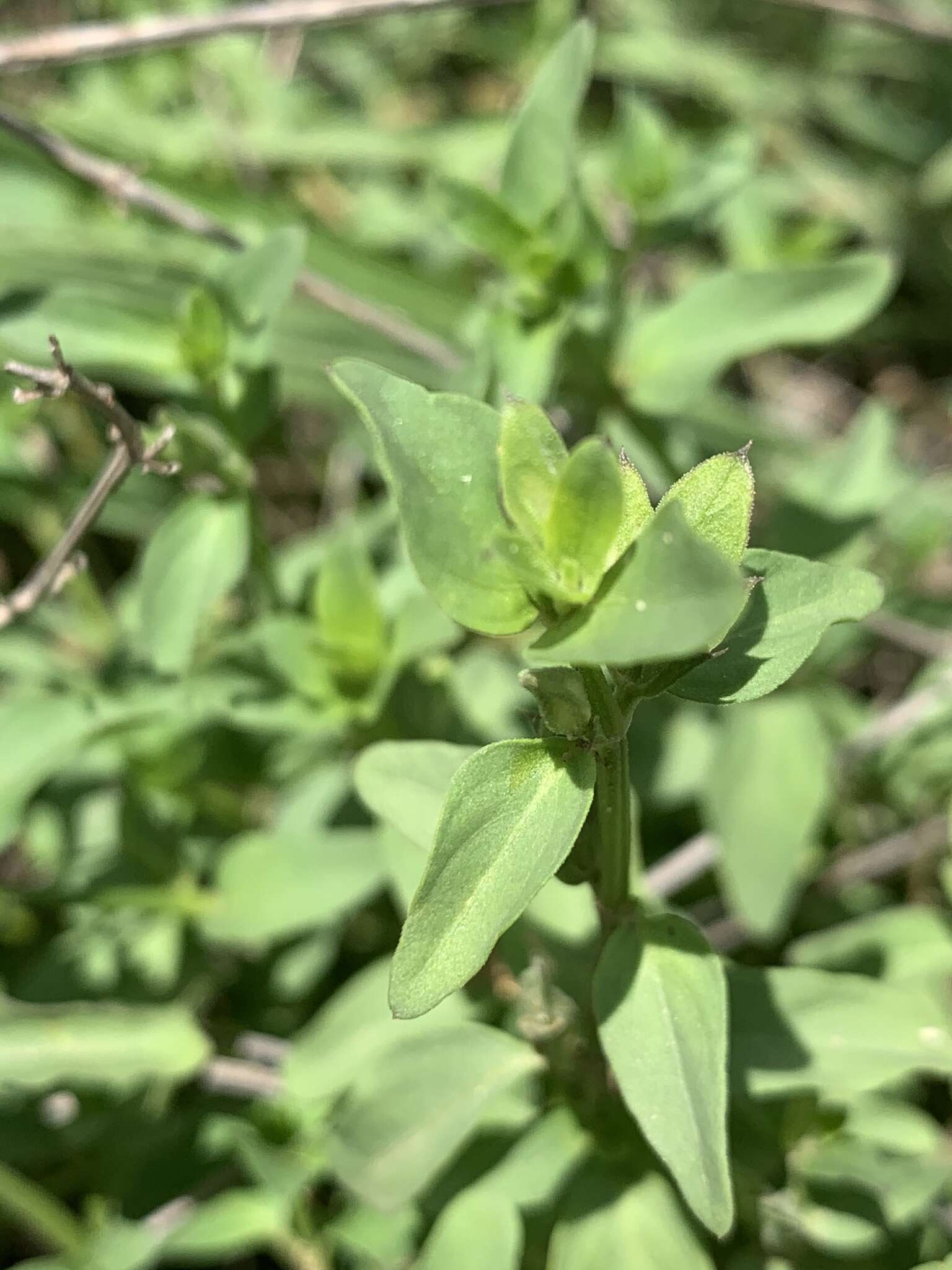 Image de Dicliptera minor subsp. pratis-manna K. Balkwill