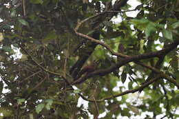 Image of Little Cuckoo Dove