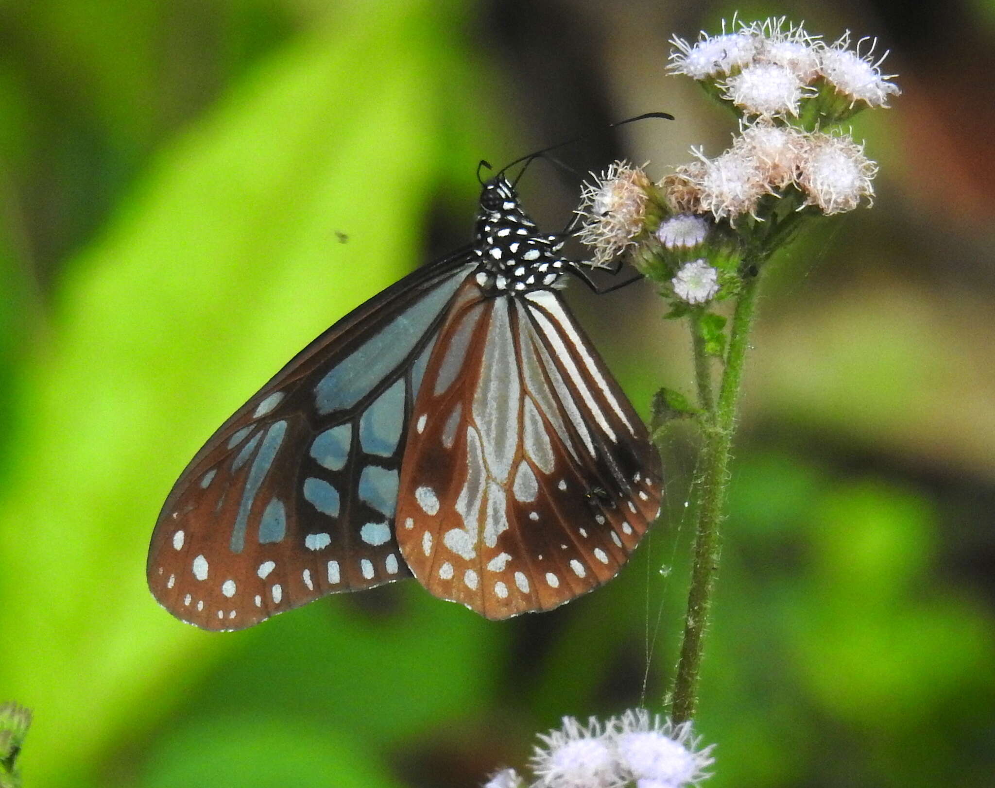 صورة Parantica melaneus Cramer 1775