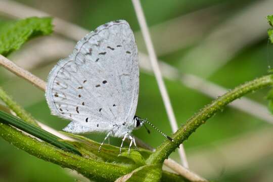 Image of <i>Celastrina humulus</i>