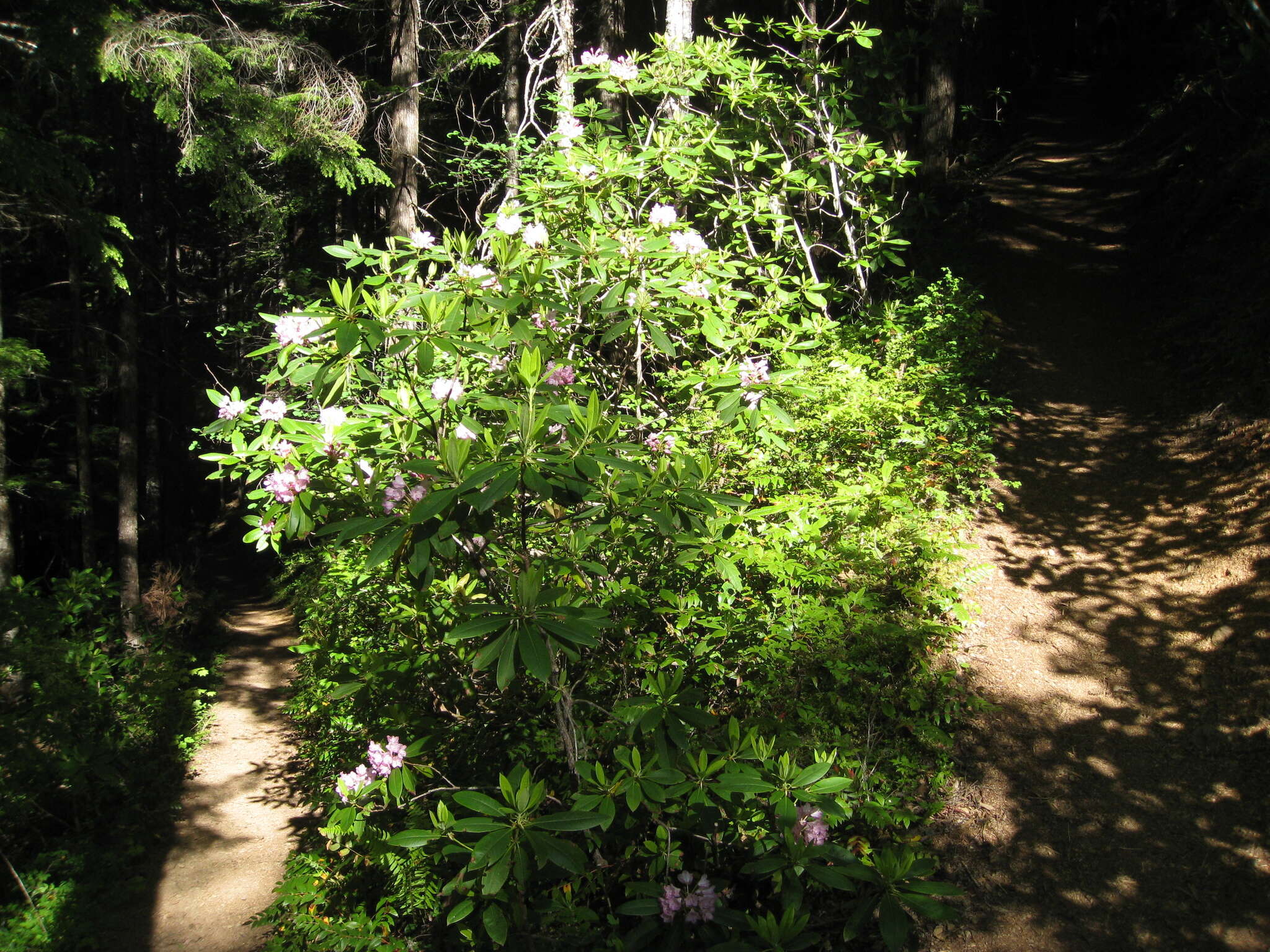 Image of Pacific rhododendron
