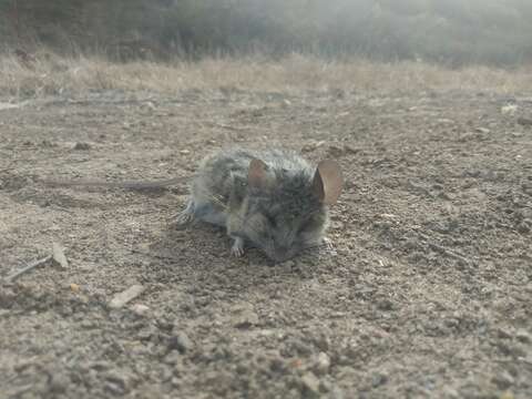 Image of California Deermouse