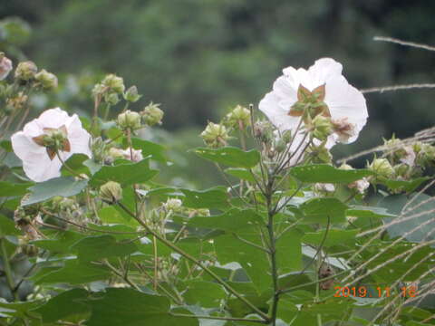 Image of Hibiscus makinoi Y. Jotani & H. Ohba