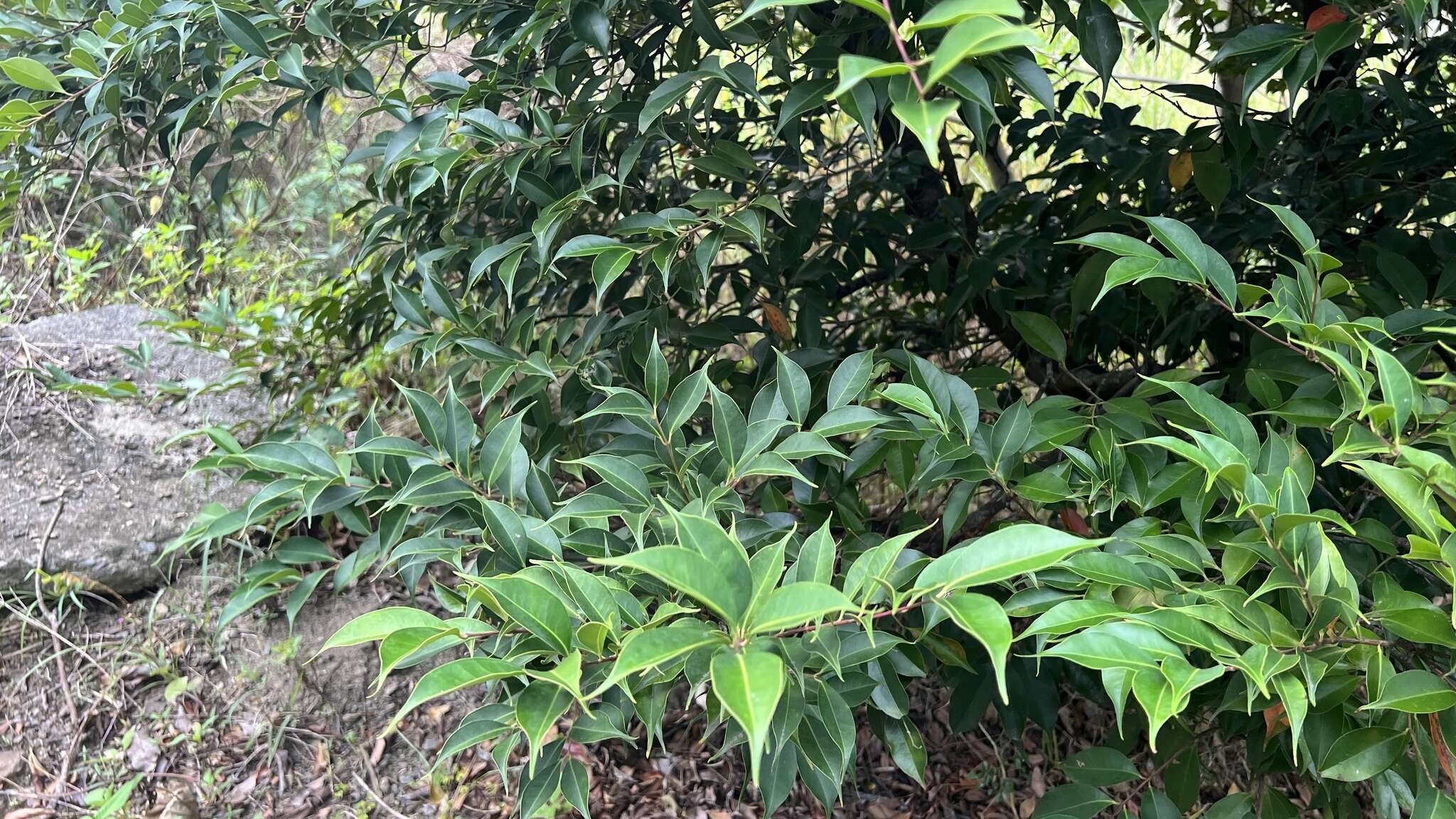 Image de Syzygium acuminatissimum (Bl.) DC.