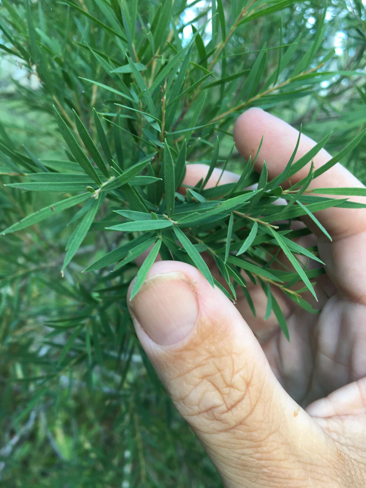 Image de Melaleuca trichostachya Lindl.